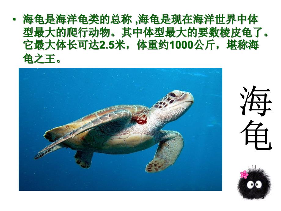 海洋生物知识ppt课件.ppt_第3页