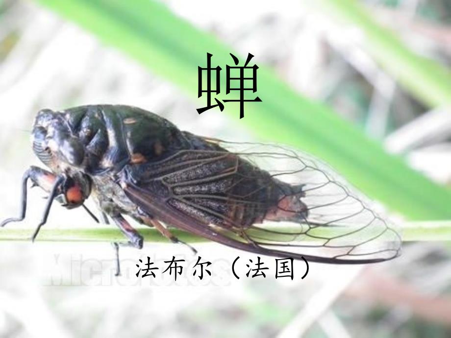 八年级语文上册 第五单元 19《蝉》 新人教版_第1页