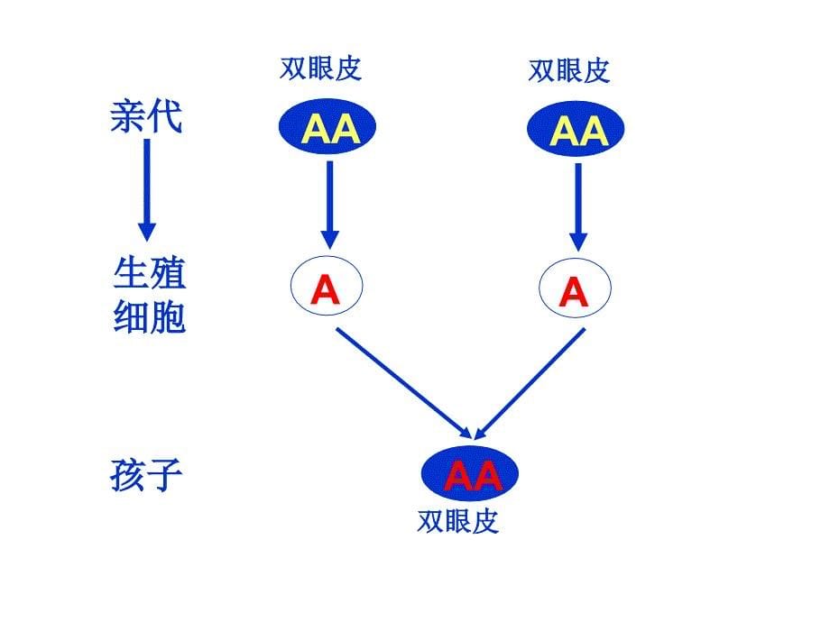 第3节基因的显性和隐性_第5页