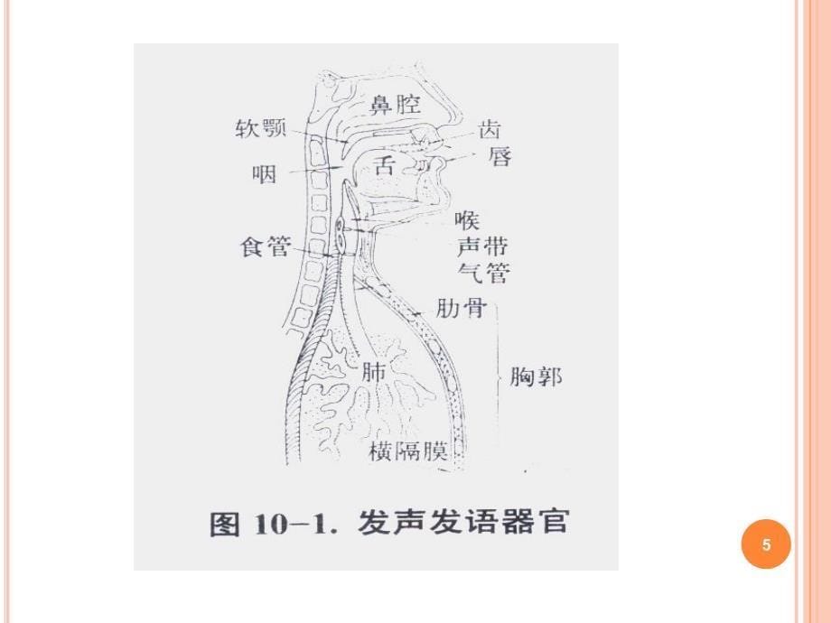 构音障碍的康复ppt课件_第5页