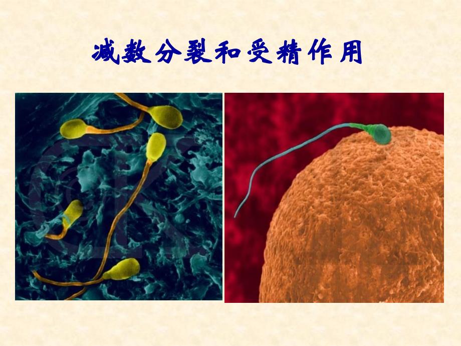 获奖课件减数分裂和受精作用_第1页