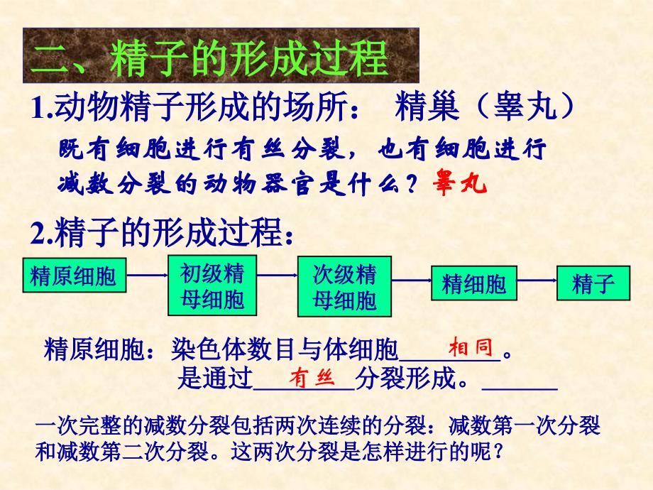 获奖课件减数分裂和受精作用_第3页