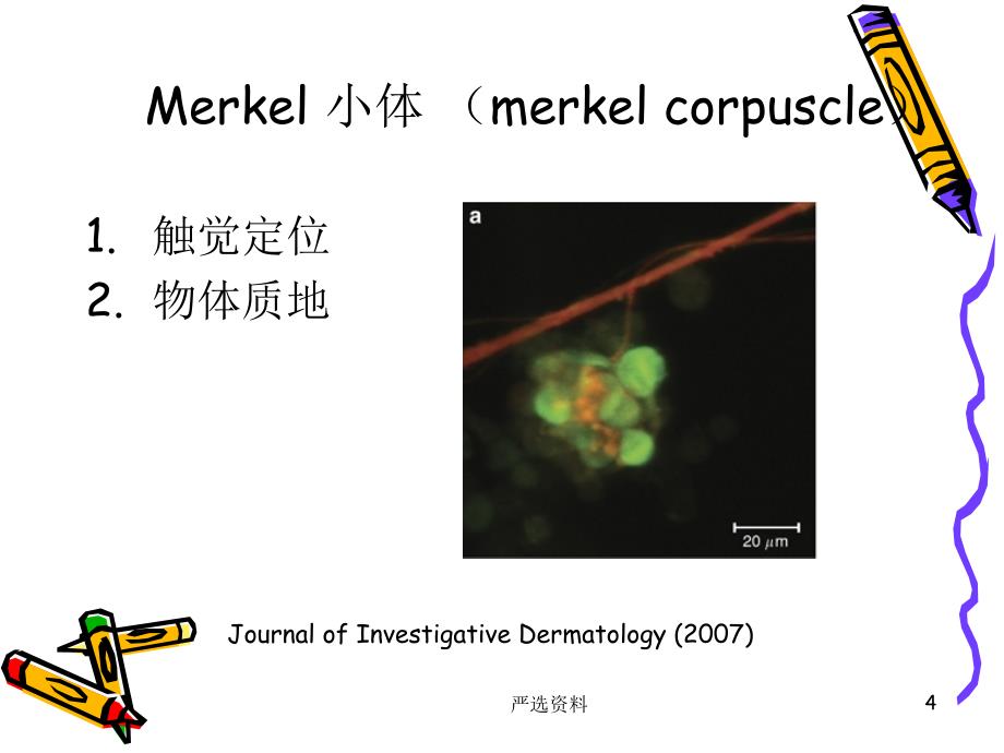 神经系统的感觉分析功能（行业荟萃）_第4页