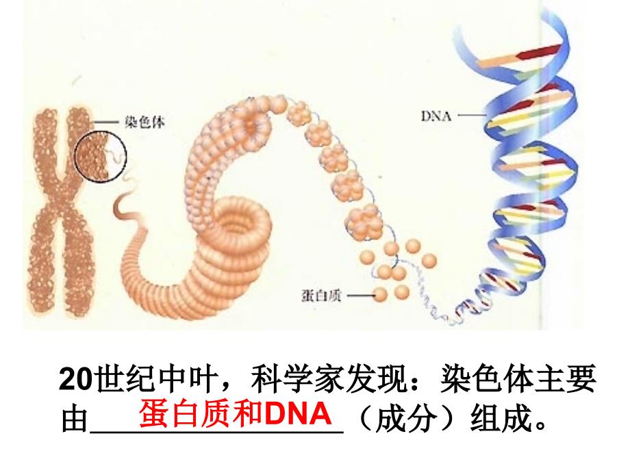 核酸是遗传物质的证据&#183;_第4页