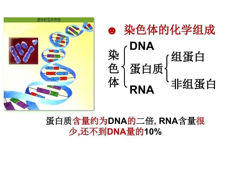 核酸是遗传物质的证据&#183;_第5页