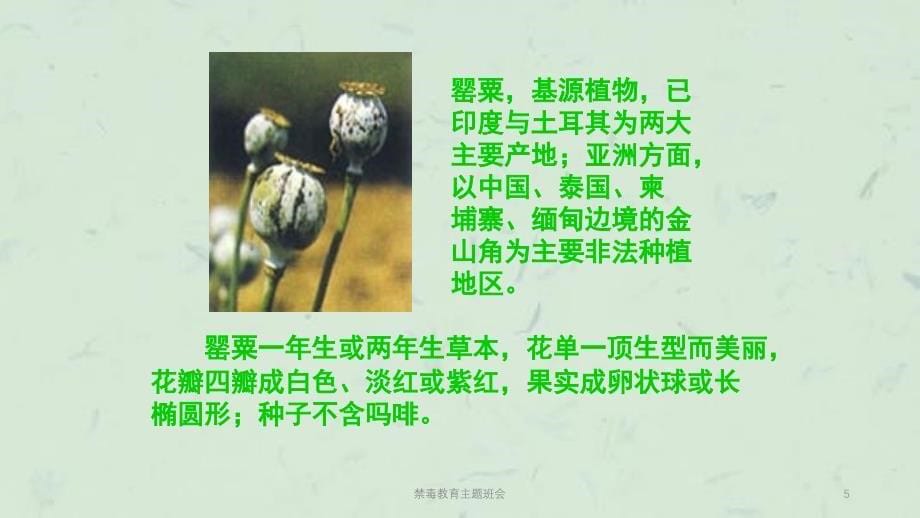 禁毒教育主题班会课件_第5页