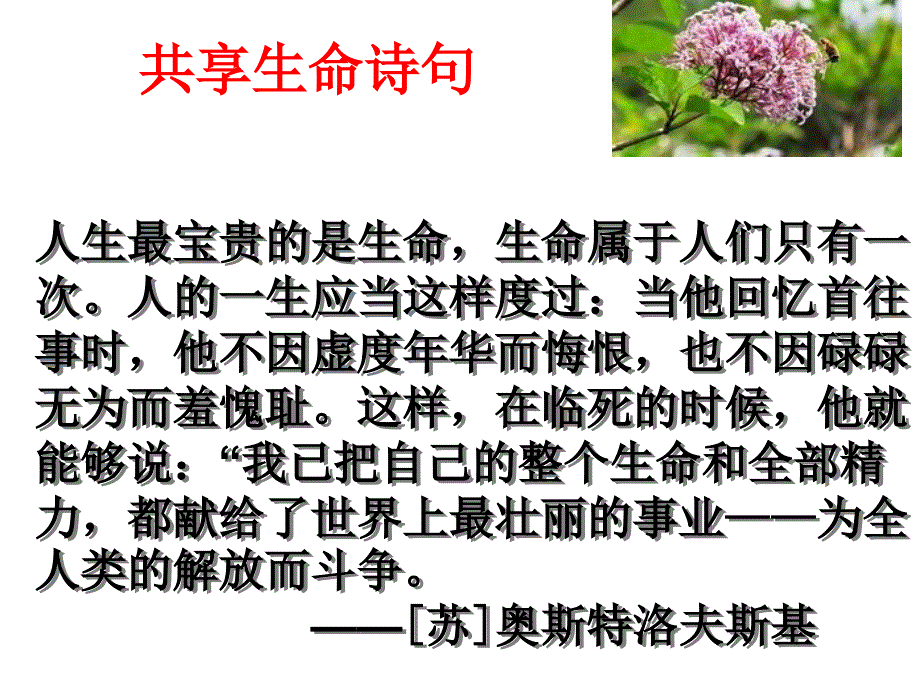 《贝壳》课件_第1页