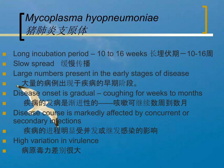 呼吸系统疾病猪肺炎支原体ppt课件_第3页