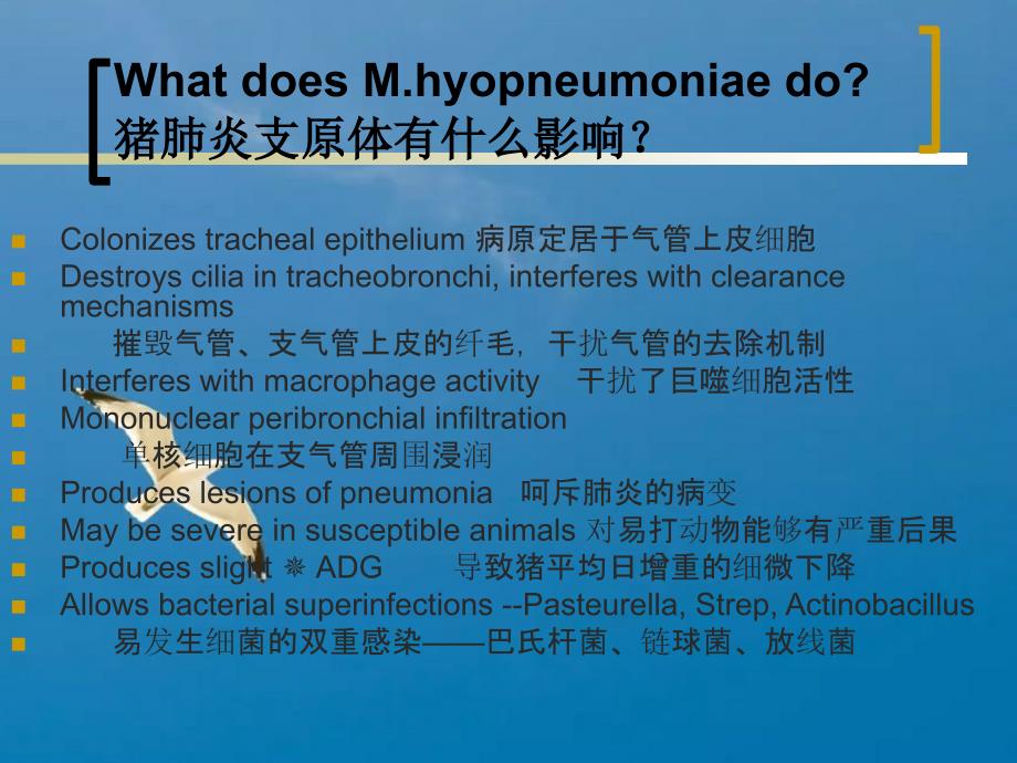 呼吸系统疾病猪肺炎支原体ppt课件_第4页