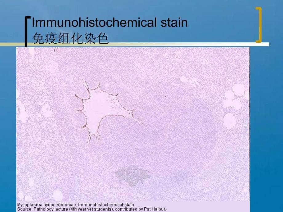 呼吸系统疾病猪肺炎支原体ppt课件_第5页