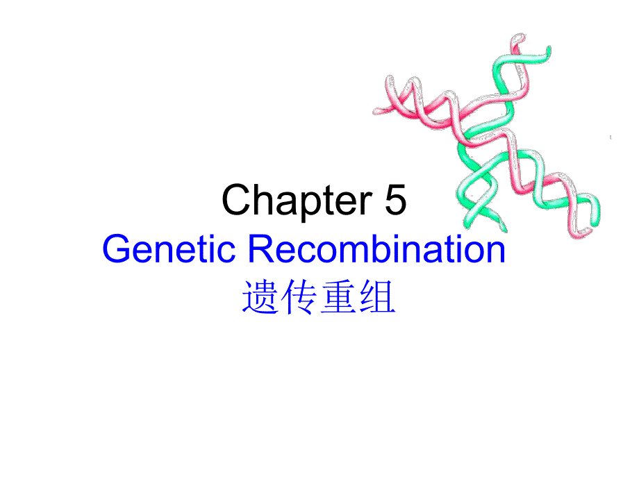 分子遗传学遗传重组_第1页