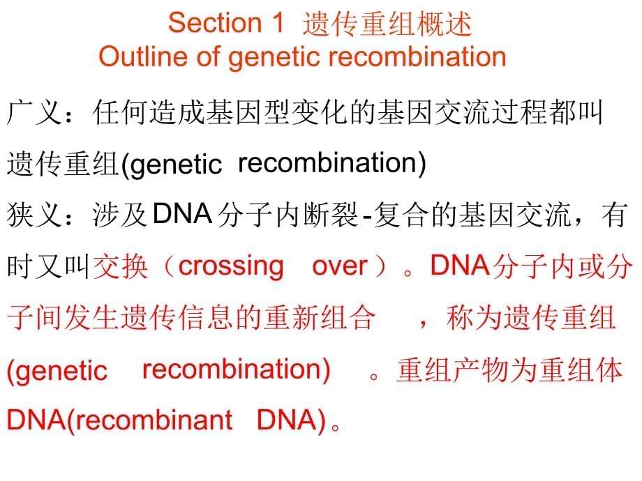 分子遗传学遗传重组_第5页