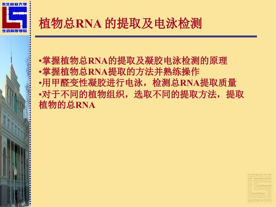 《核酸分子杂交》PPT课件_第3页