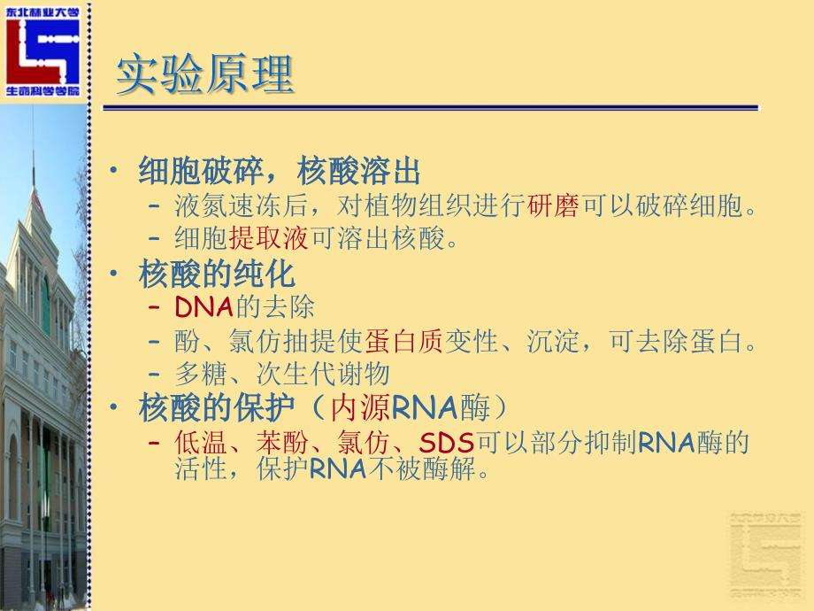 《核酸分子杂交》PPT课件_第4页