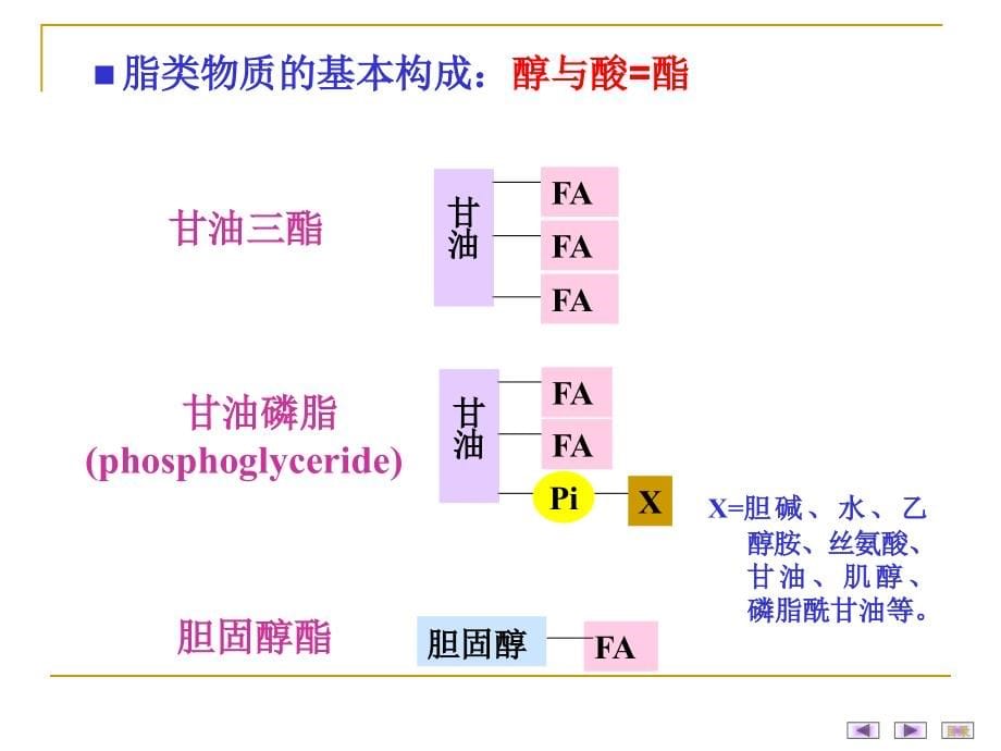 生物化学：5 脂类代谢2014_第5页