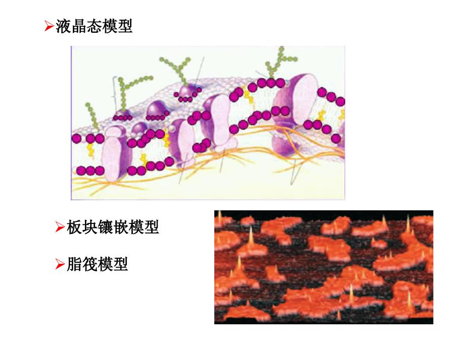 细胞4,细胞膜与细胞表面_第3页