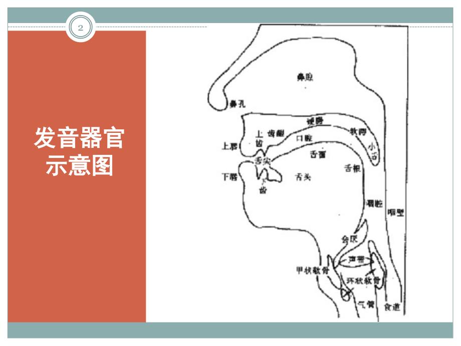 普通话声母发音训练课堂PPT_第2页