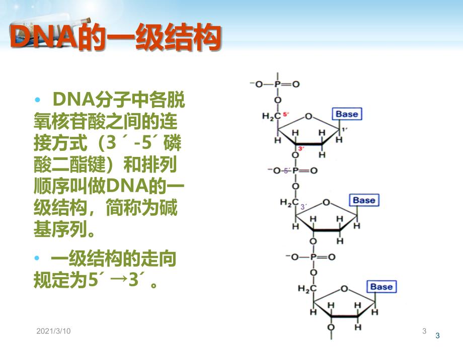 DNA的结构与功能_第3页