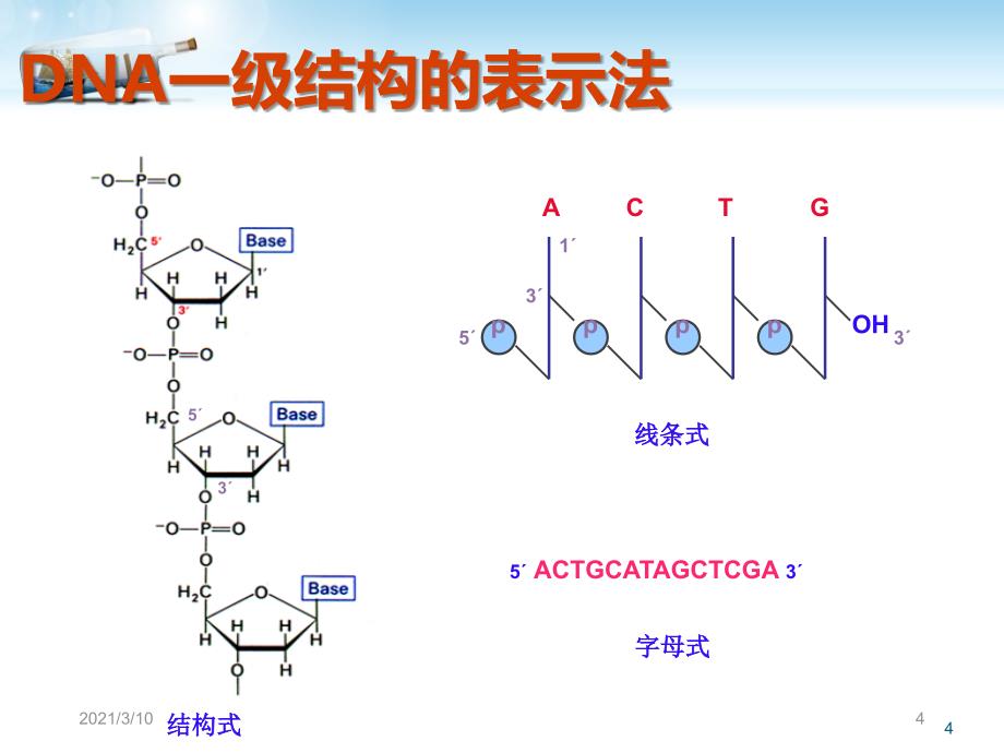 DNA的结构与功能_第4页