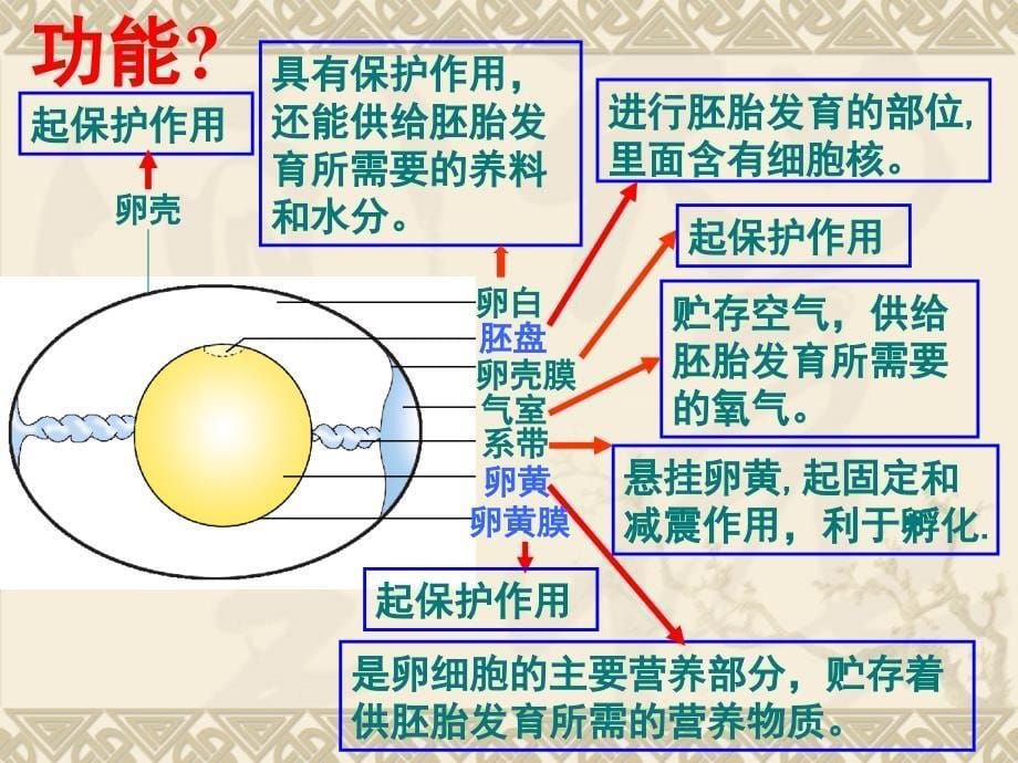 生物鸟类的生殖和发育课件人教版八年级下_第5页