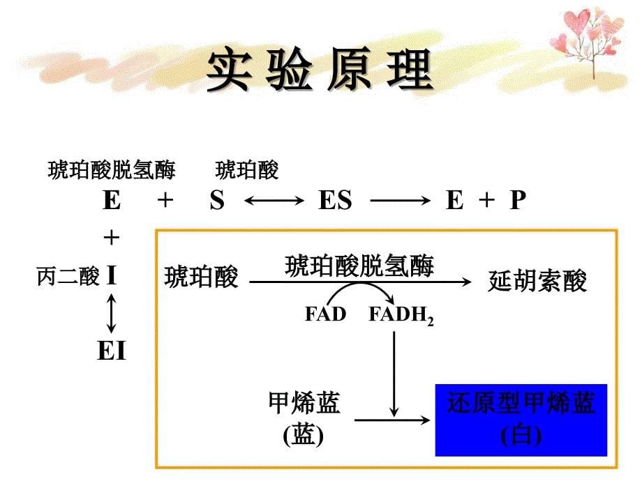 实验5琥珀酸脱氢酶ALT_第5页