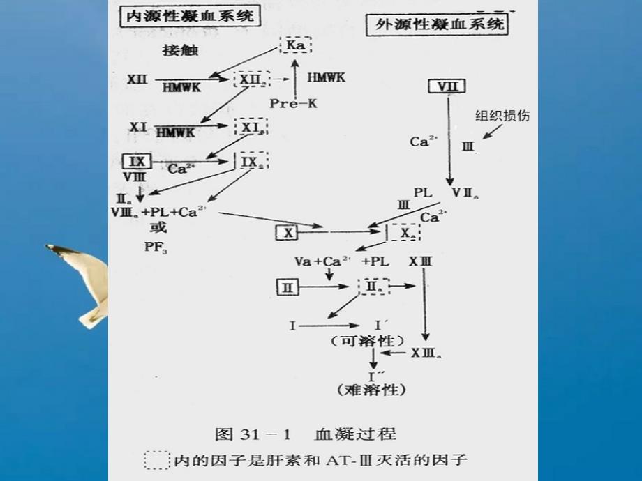 血液系统药ppt课件_第4页