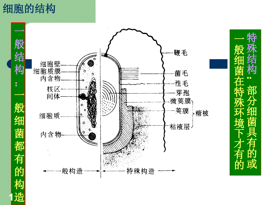 实验3-细菌的简单染色和革兰氏染色PPT_第1页