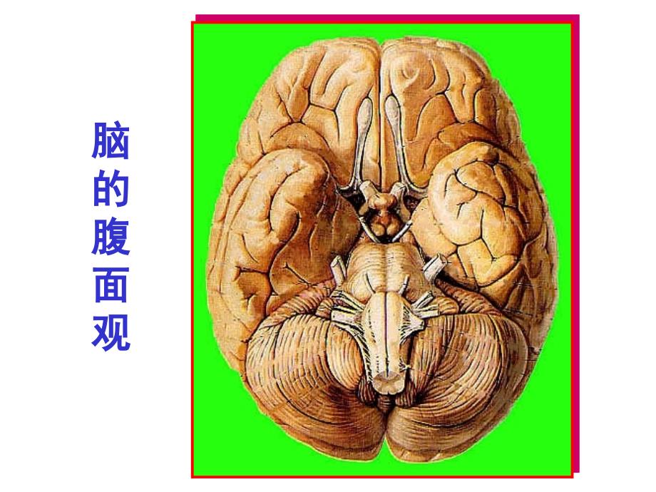 脑干内部结构脑神经非脑神经核团_第2页