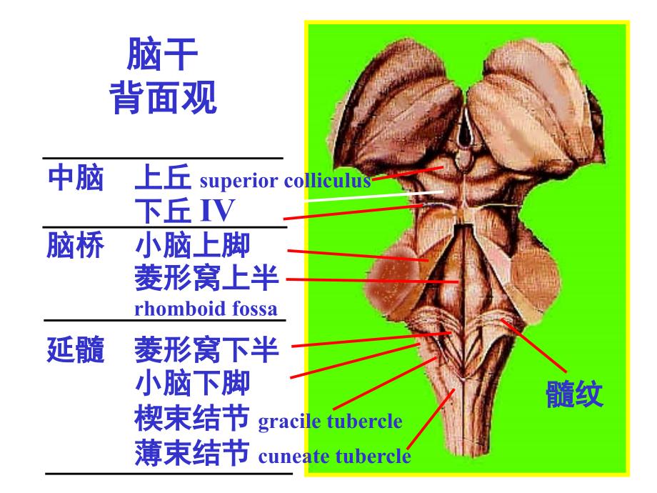 脑干内部结构脑神经非脑神经核团_第4页