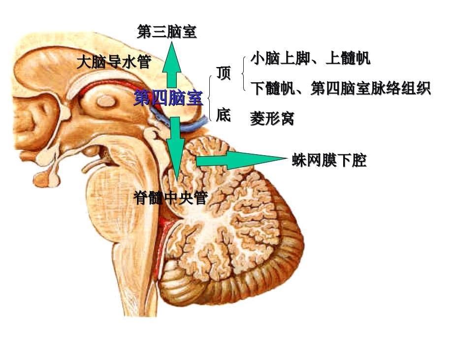 脑干内部结构脑神经非脑神经核团_第5页