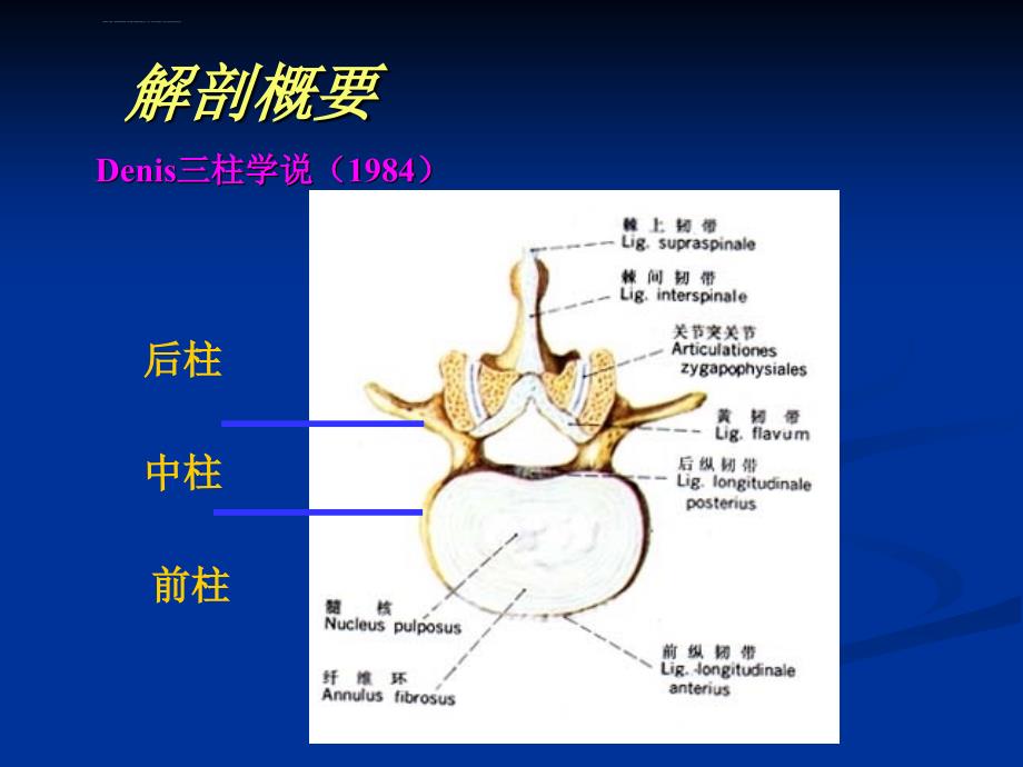 脊柱骨折固定与搬运ppt课件_第4页