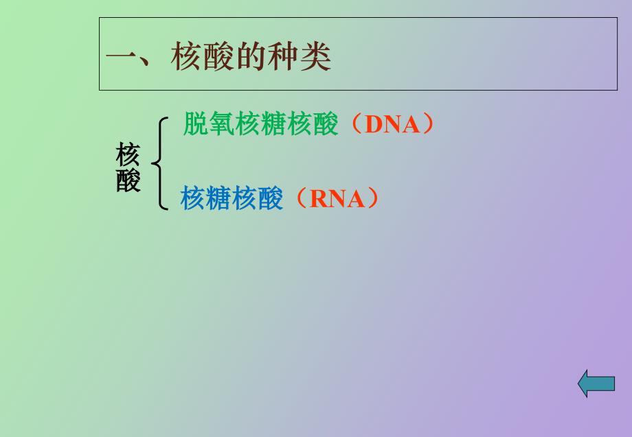 遗传信息的携带者──核酸_第4页