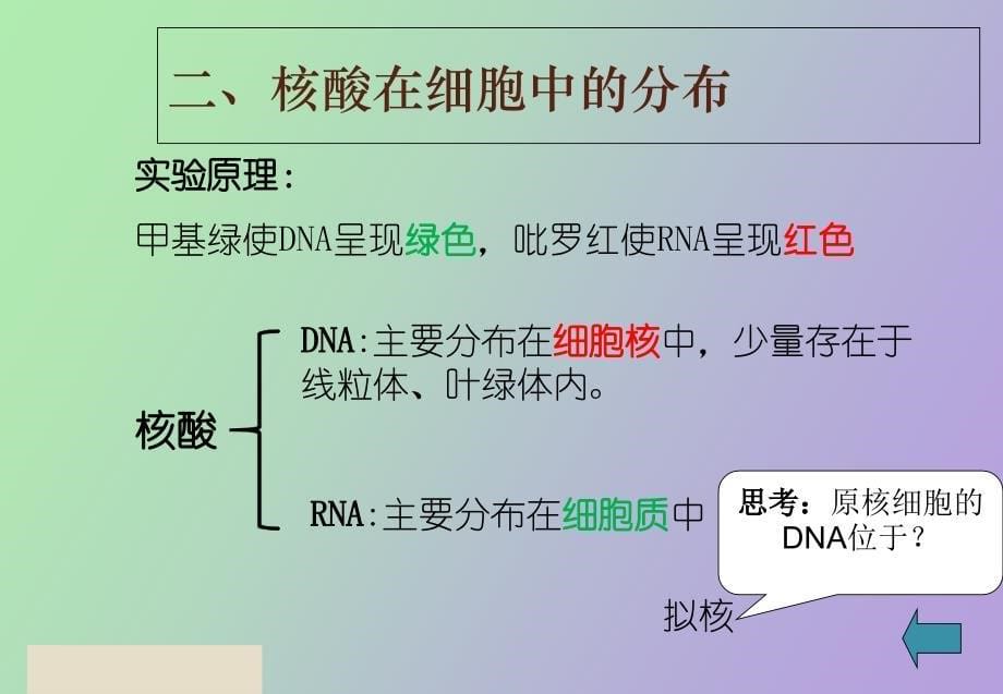 遗传信息的携带者──核酸_第5页