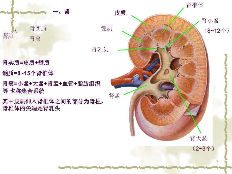 泌尿系超声ppt课件_第3页