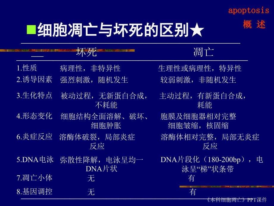 本科细胞凋亡课件_第5页