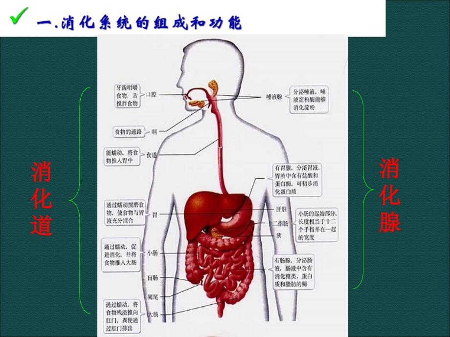 自己食物中营养物质的消化与吸收_第3页