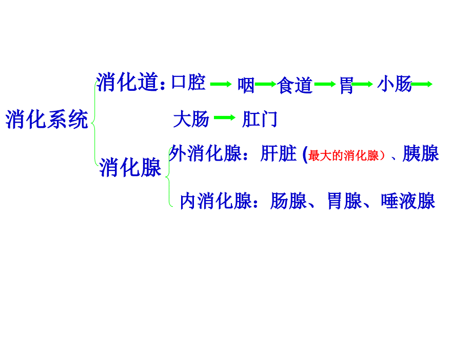 自己食物中营养物质的消化与吸收_第4页