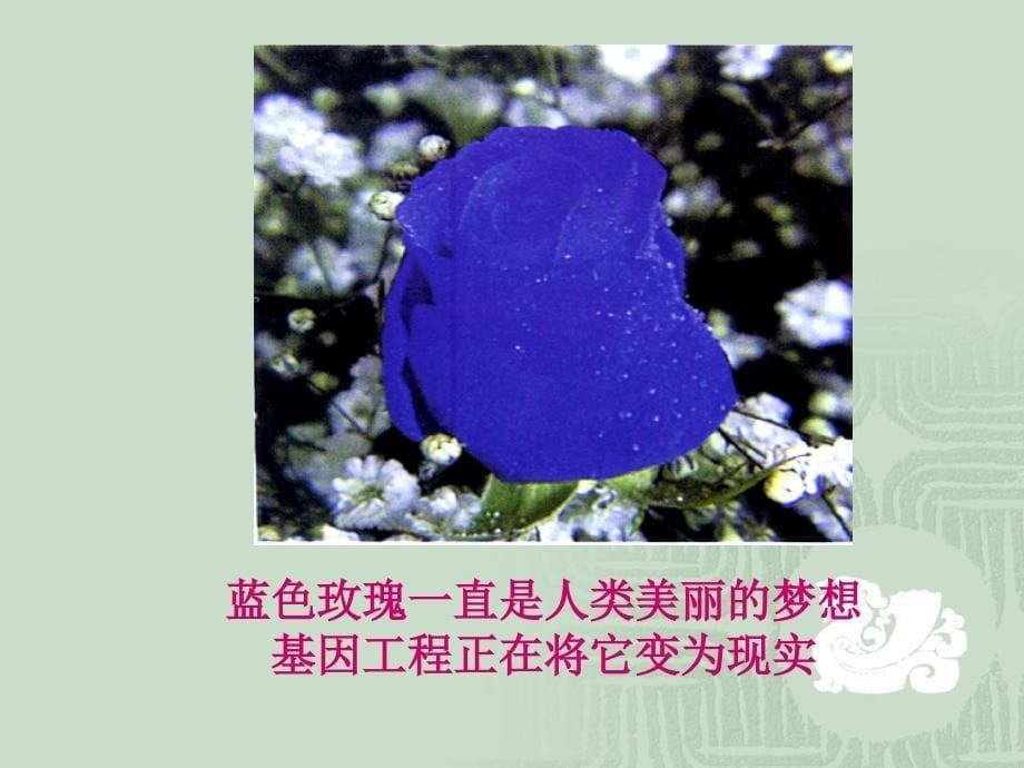 选修三现代生物科技专题知识框架_第5页