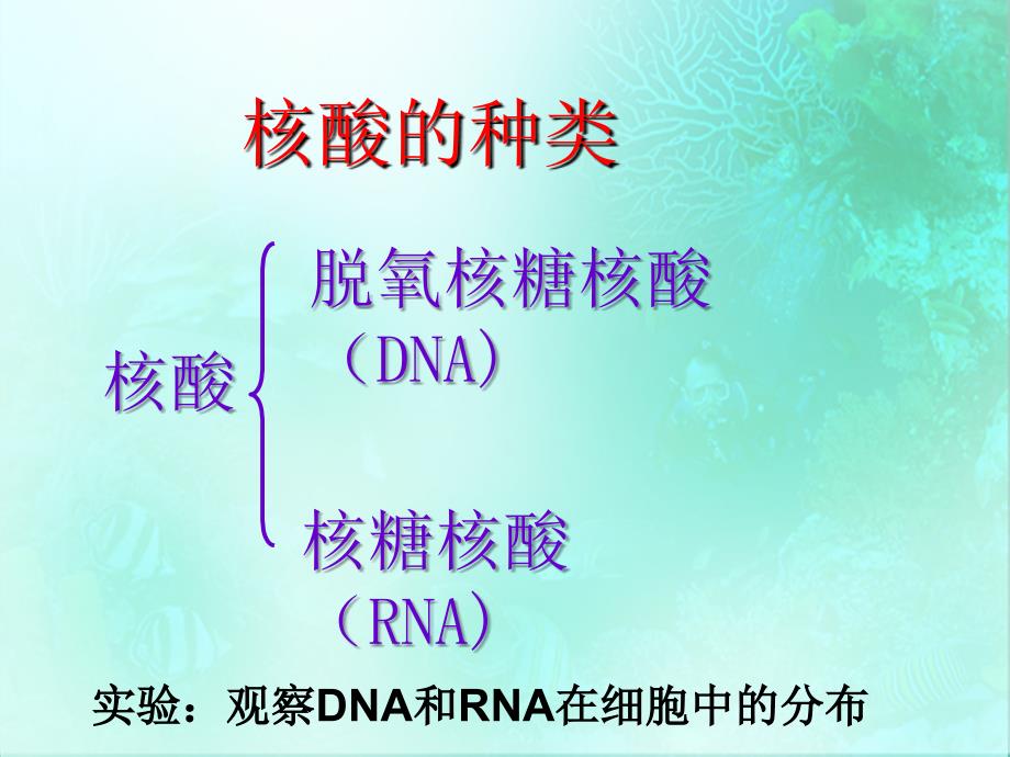 第三节遗传信息的携带者核酸_第4页