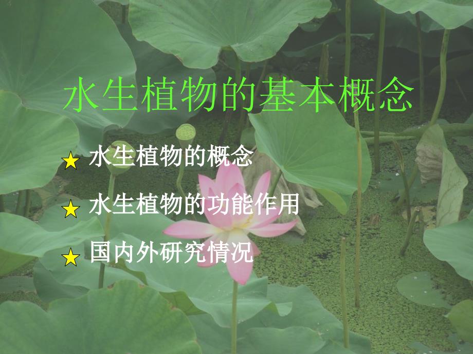 水生植物种类及应用_第4页