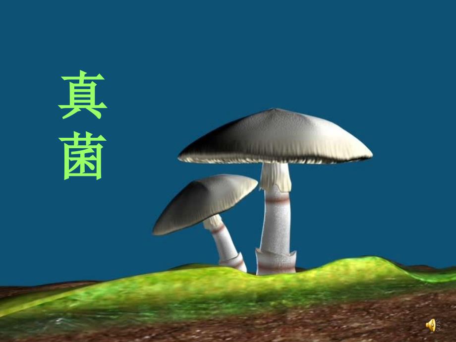 八年级第三节真菌_第1页