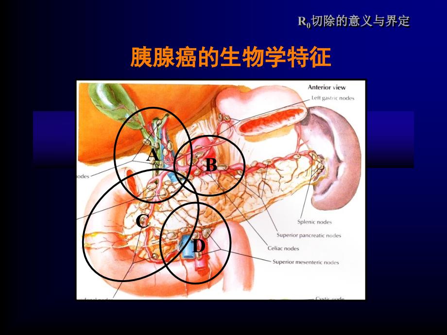 解剖性胰十二指肠切除术中文_第2页