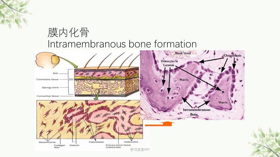 骨骼与肌肉系统课件_第3页