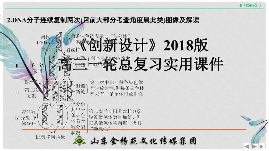 高考生物一轮复习 第四单元 细胞的能量供应与利用 补上一课3 有丝分裂与减数分裂过程中染色体及DNA放射性追踪创新备考课件 中图版_第5页