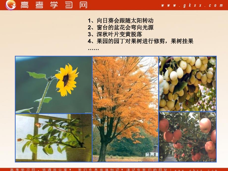 高中生物《植物生命活动的调节》课件7（15张PPT）（苏教版必修3）_第3页