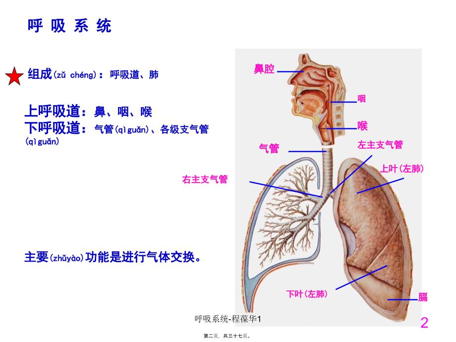 呼吸系统-程葆华1课件_第2页