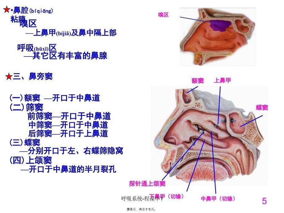 呼吸系统-程葆华1课件_第5页