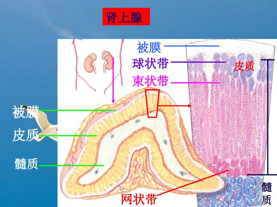 糖皮质激素周ppt课件_第3页