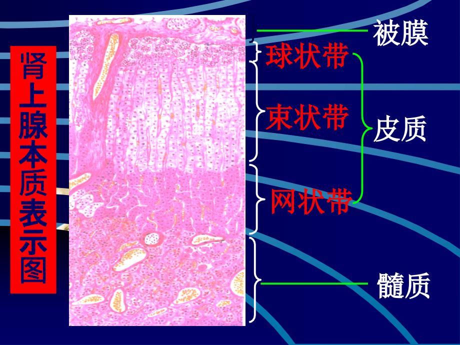 糖皮质激素周ppt课件_第4页