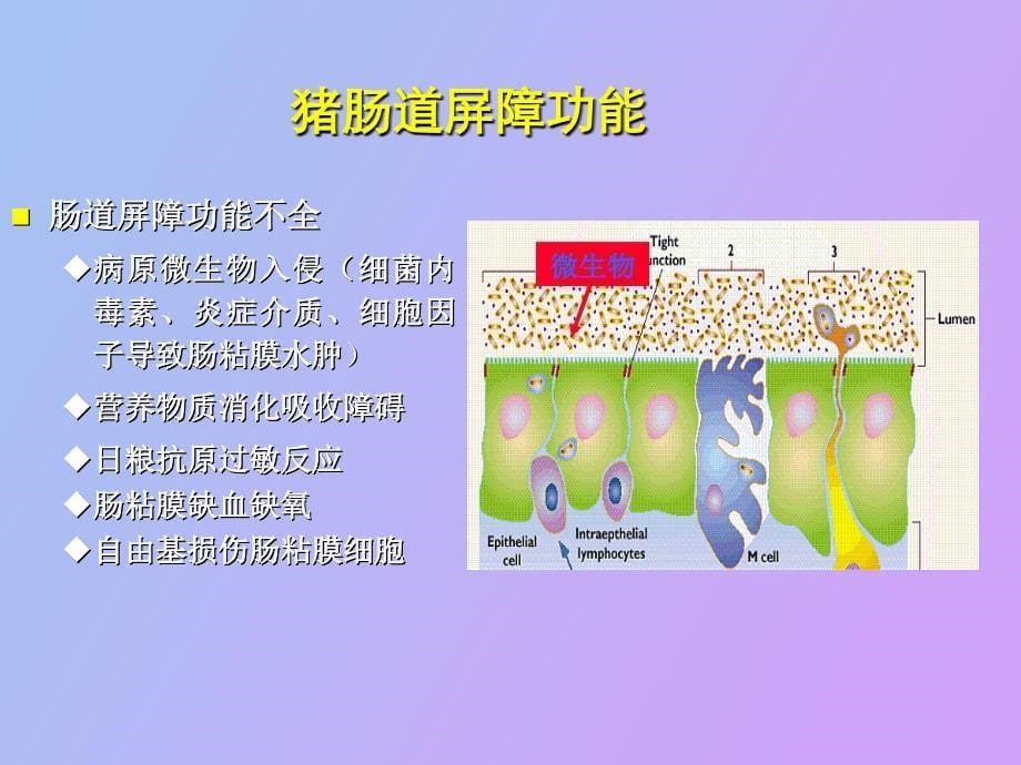 氨基酸营养与肠道健康_第5页